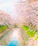 松川べりの桜並木、舟橋南町付近