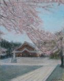 護国神社の桜