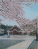 護国神社の桜