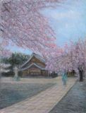 護国神社の桜